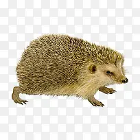 动物刺猬-空若网 动物刺猬-空若网