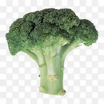 一颗花椰菜-空若网 一颗花椰菜-空若网