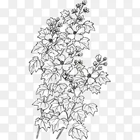 手绘线稿国画芙蓉花-空若网 手绘线稿国画芙蓉花-空若网