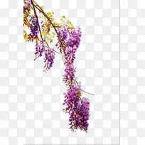 Ê÷Ö¦ÉϵÄ×ÏÉ«»¨¶ä-¿ÕÈôÍø Ê÷Ö¦ÉϵÄ×ÏÉ«»¨¶ä-¿ÕÈôÍø