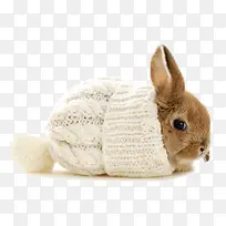 可爱的兔子-空若网 可爱的兔子-空若网
