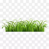 剪贴画-草-空若网 剪贴画-草-空若网
