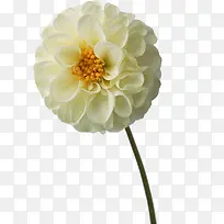 ��ɫ����-������