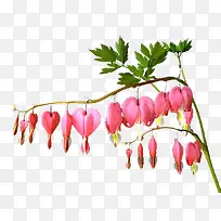 荷包牡丹树枝-空若网 荷包牡丹树枝-空若网