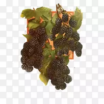 �Ϻ�ɫ�����ӹ�ʵ�Ϻ�ɫ������-������