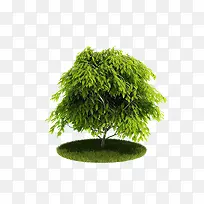 树植物-空若网 树植物-空若网