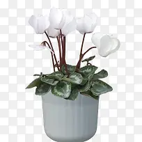 »¨ÒÕ-¿ÕÈôÍø »¨ÒÕ-¿ÕÈôÍø