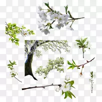 切花摄影.Arboles-空若网 切花摄影.Arboles-空若网