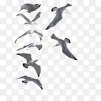 卡通动物素材 海鸥-空若网 卡通动物素材 海鸥-空若网