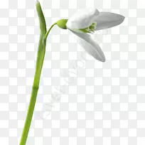 雪花-姜黄-空若网 雪花-姜黄-空若网