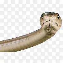 冷血动物蛇-空若网 冷血动物蛇-空若网