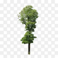 绿树-空若网 绿树-空若网