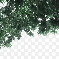 树荫-空若网 树荫-空若网