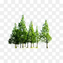 树-空若网 树-空若网