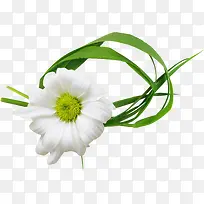 白色菊花-空若网 白色菊花-空若网