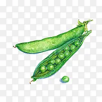豌豆荚水彩画-空若网 豌豆荚水彩画-空若网