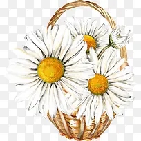 手绘白色向日葵-空若网 手绘白色向日葵-空若网