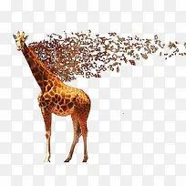 动物-空若网 动物-空若网