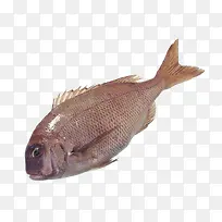 鱼动物素材-空若网 鱼动物素材-空若网