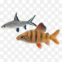 鱼素材图-空若网 鱼素材图-空若网