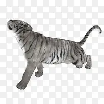 白色的老虎-空若网 白色的老虎-空若网