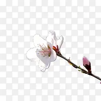 °×É«ÌÒ»¨-¿ÕÈôÍø °×É«ÌÒ»¨-¿ÕÈôÍø