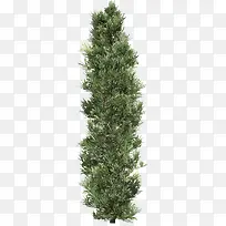 ������Ӱ��ɫ��������-������