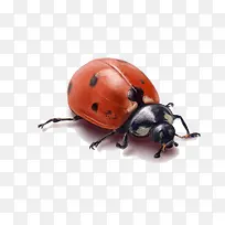 昆虫瓢虫-空若网 昆虫瓢虫-空若网