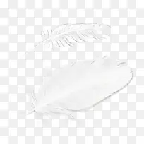 羽毛素材图片-空若网 羽毛素材图片-空若网