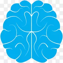 人脑研究神经科学阿片受体-空若网 人脑研究神经科学阿片受体-空若网