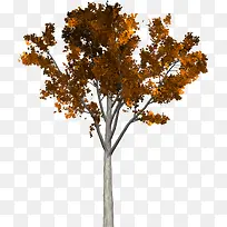 ¿Ý»ÆµÄÊ÷-¿ÕÈôÍø ¿Ý»ÆµÄÊ÷-¿ÕÈôÍø