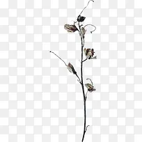 ¿ÝήµÄÖ¦Ò¶-¿ÕÈôÍø ¿ÝήµÄÖ¦Ò¶-¿ÕÈôÍø