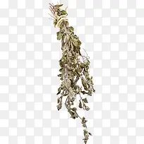 一捆枯萎的树枝-空若网 一捆枯萎的树枝-空若网