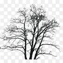 ��ή����ľ-������