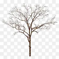 冬天枯萎的树-空若网 冬天枯萎的树-空若网
