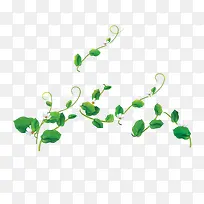 树叶-空若网 树叶-空若网