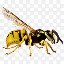 卡通黄蜂昆虫-空若网 卡通黄蜂昆虫-空若网