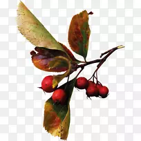 秋红浆果夹艺术-收获-空若网 秋红浆果夹艺术-收获-空若网