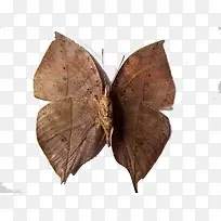 展翅的枯叶蝶-空若网 展翅的枯叶蝶-空若网