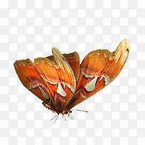 蝴蝶元素-空若网 蝴蝶元素-空若网