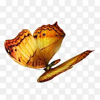 ����Ԫ��-������