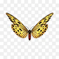 ����Ԫ��-������