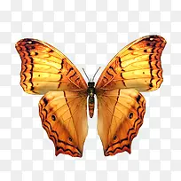 蝴蝶元素-空若网 蝴蝶元素-空若网