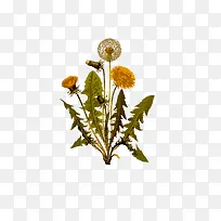 水彩蒲公英-空若网 水彩蒲公英-空若网