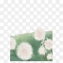 水彩蒲公英-空若网 水彩蒲公英-空若网