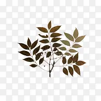 ���Ҷ��-������