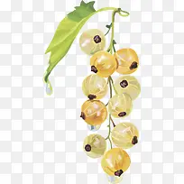 水果矢量图灯笼果-空若网 水果矢量图灯笼果-空若网