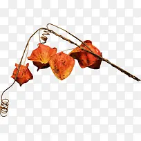 树枝上的灯笼果-空若网 树枝上的灯笼果-空若网