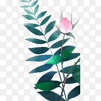 手绘荷花-空若网 手绘荷花-空若网