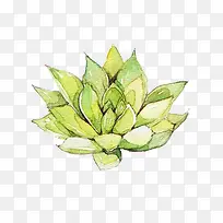 多肉宝草图片素材-空若网 多肉宝草图片素材-空若网